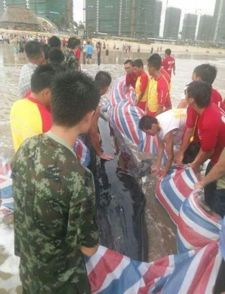 经两个多小时，最终成功把搁浅虎头鲸送回大海。