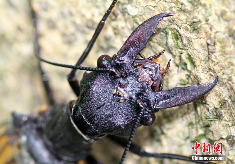 四川发现世界最大水栖昆虫——越中巨齿蛉