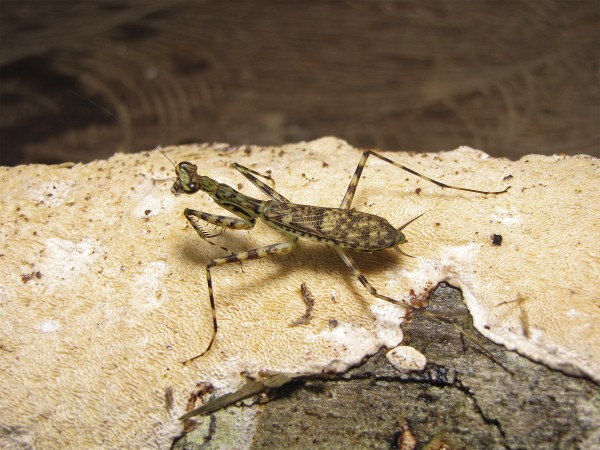 在秘鲁北部亚马逊河沿岸发现的母Liturgusa krattorum。摄影：Gavin Svenson, Cleveland Museum of Natural