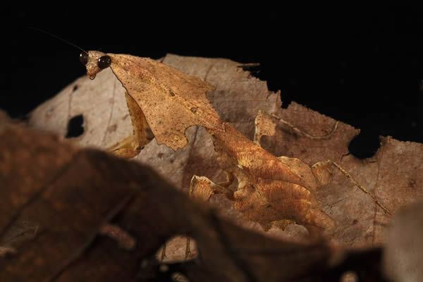 Deroplatys trigonodera是一种枯叶螳螂，外表有如森林中腐烂的落叶。