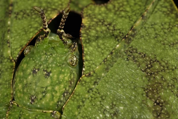 叶虫（Phyllium giganteum）