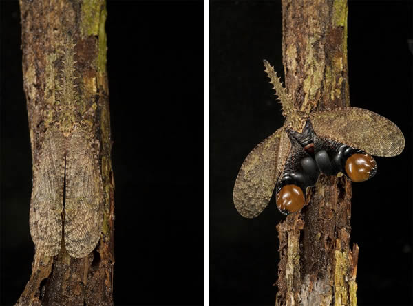 蜡蝉（Fulgora sp.）