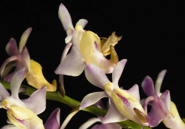 兰花螳螂（Hymenopus coronatus）