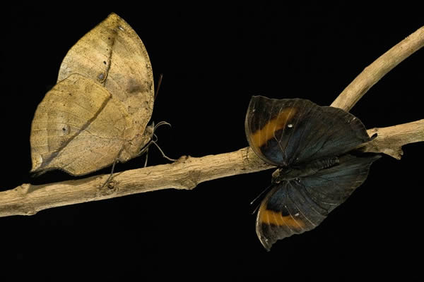 枯叶蝶（Kallima sp.）