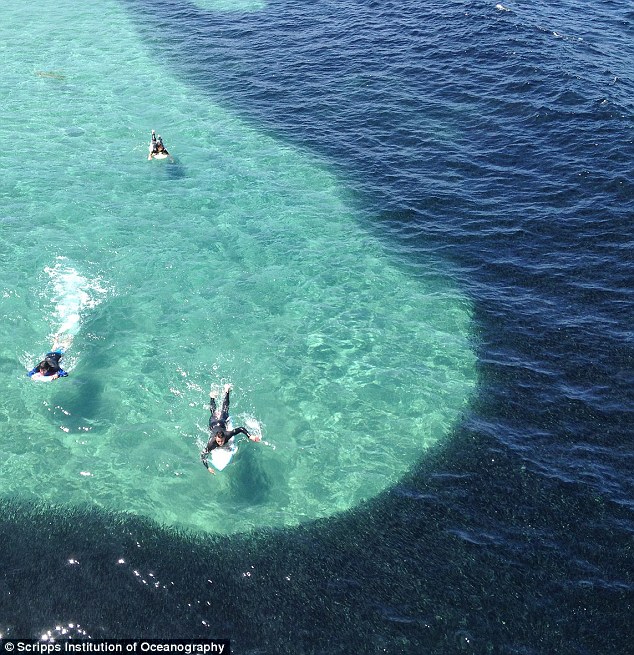 美国加利福尼亚州海域海水颜色突然变深 大量凤尾鱼聚集形成奇观
