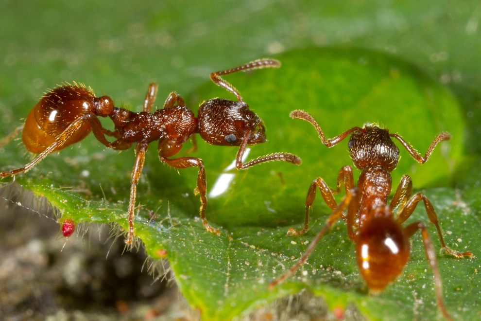 图中喝着水滴的小红蚁（common red ant），原生地为欧亚大陆。摄影：RICHARD BECKER, ALAMY