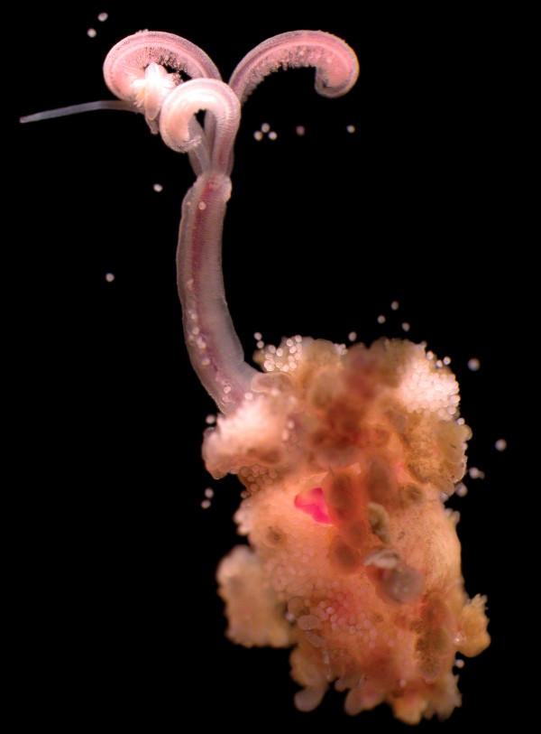 Osedax mucofloris 生活在鲸的骸骨上。 ( 雄虫的阴茎并未入镜。) 摄影： Natural History Museum London, Al