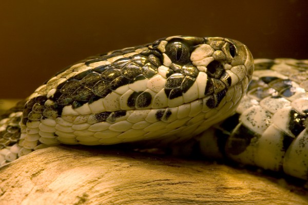 多斑响尾蛇（Mexican lance-headed rattlesnake）