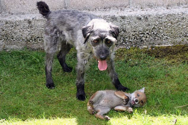 英国狐狸和猎犬成为挚友