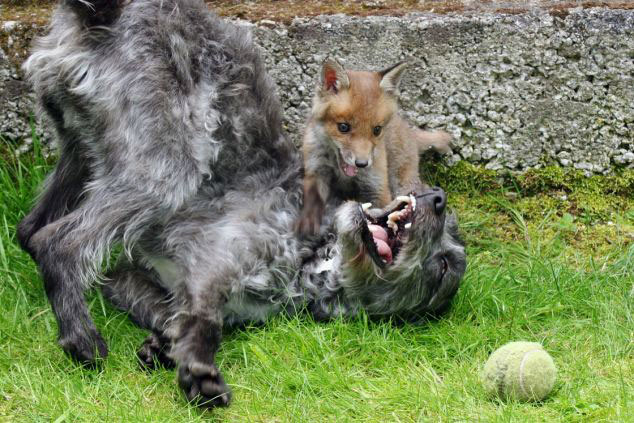 英国狐狸和猎犬成为挚友