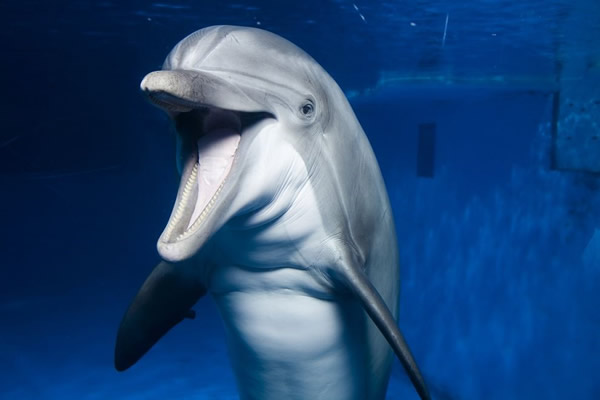 这只瓶鼻海豚现居于美国巴尔的摩的水族馆，但未来可能将移居至位于海滨的庇护所。 PHOTOGRAPH BY VINCENT J. MUSI, NATIONAL G
