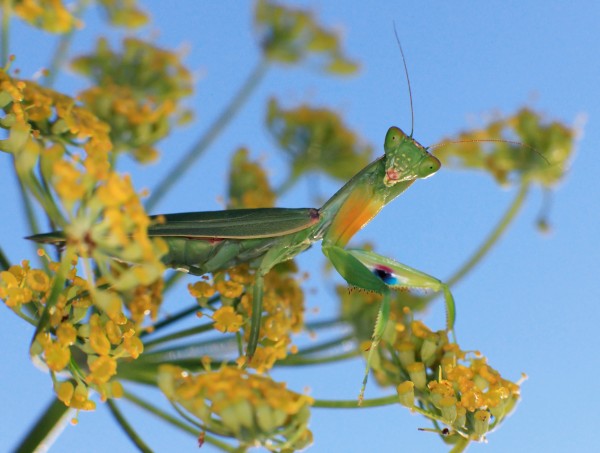 新西兰螳螂（Orthodera novaezealandiae）是新西兰的原生螳螂种。摄影：Michael Lidski/Alamy