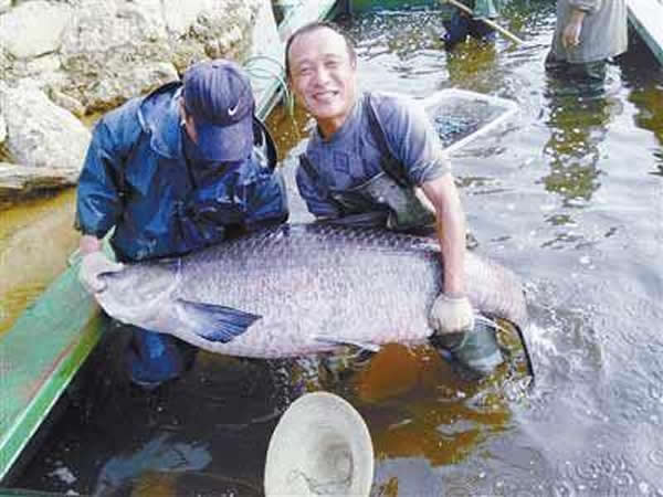 河南一水库捕获重147斤长1.76米超级大青鱼