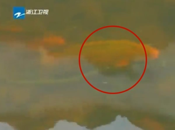 浙江省武义县一条小溪出现罕见场景：大锦鲤吃花蛇