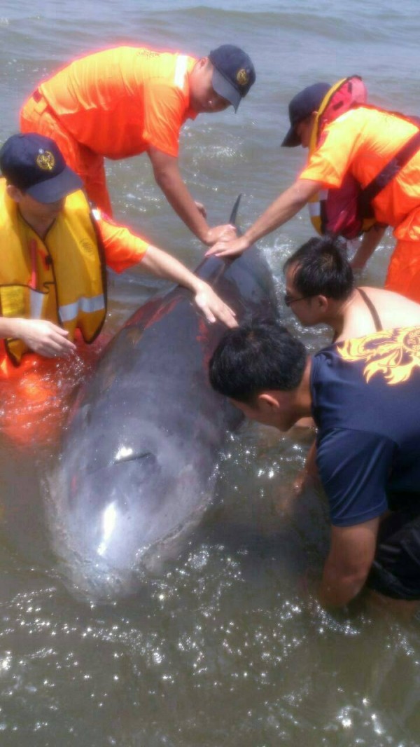 海巡与消防人员一直帮抹香鲸泼水降温。（新北市消防局）