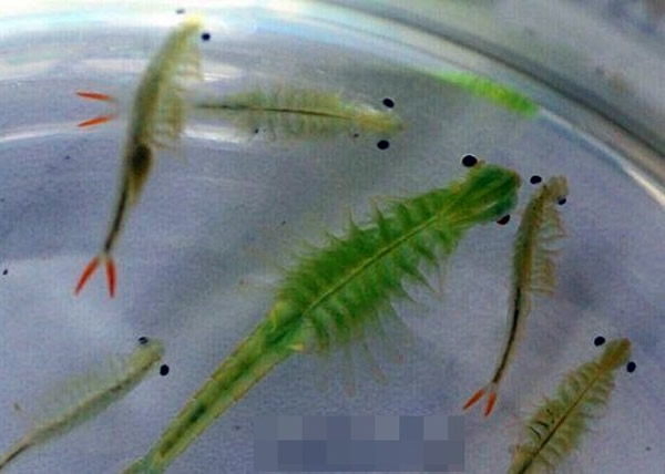 四川成都发现仙女虾