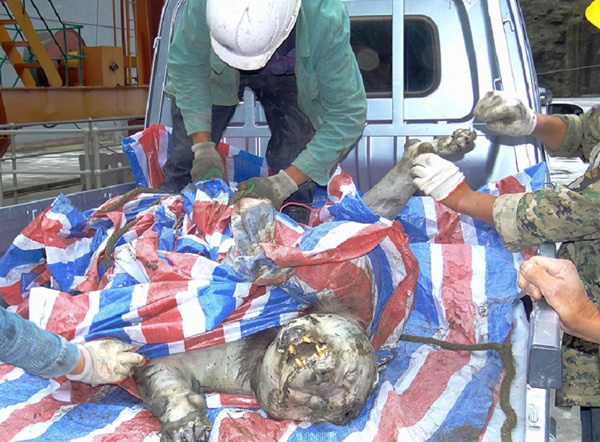 准备把死亡的野生大熊猫运送到熊猫基地。