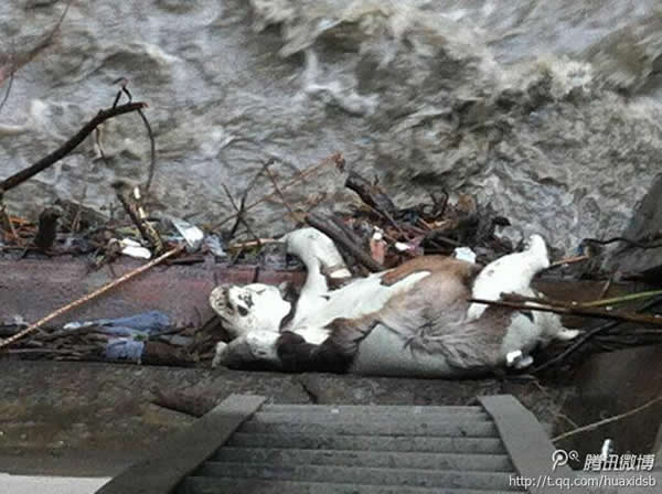 卧龙耿达电站闸口处发现的死亡野生大熊猫