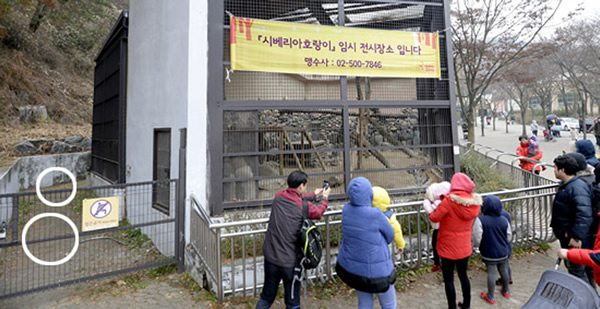 图中画圈位置为饲养员倒地位置，以及“肇事”的西伯利亚虎所停留位置，离游客十分近。