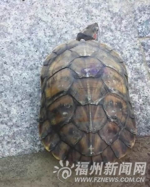 江边捡到半米长大乌龟