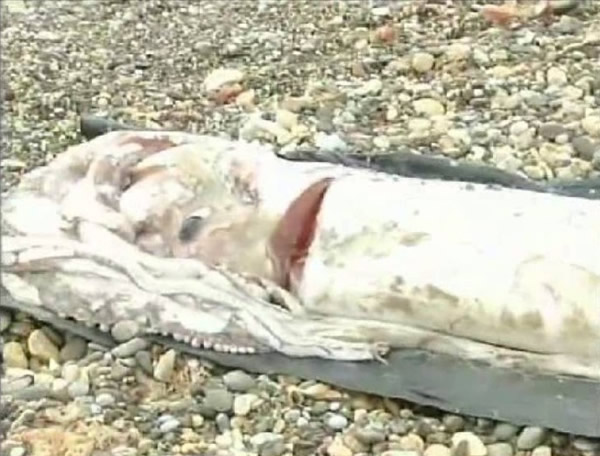 西班牙海滩上冲上来一只巨大乌贼