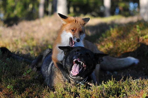 挪威一只猎犬与狐狸成了朋友