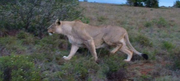 南非圣瓦瑞野生动物保护区狮子捕猎长颈鹿