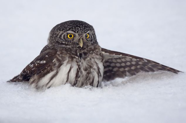 芬兰猫头鹰“潜伏”雪地捕食田鼠
