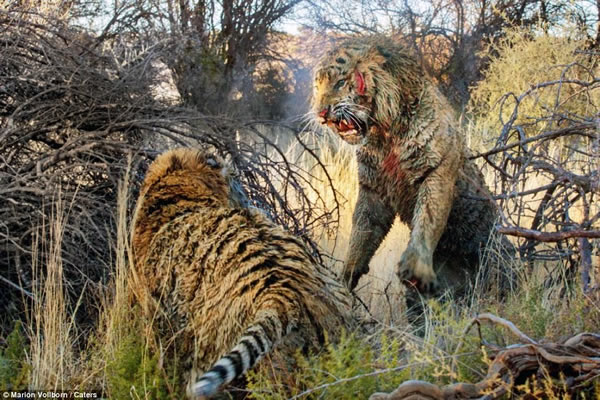 南非Londolozi“老虎峡”中两只老虎为争夺领地大打出手