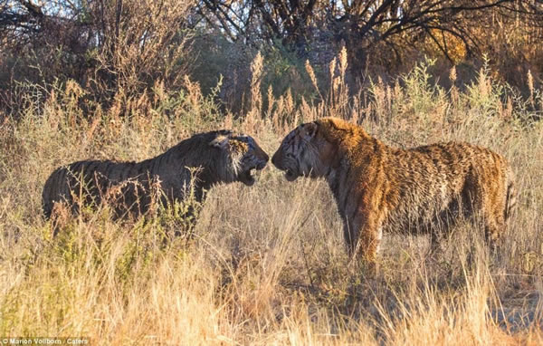 南非Londolozi“老虎峡”中两只老虎为争夺领地大打出手