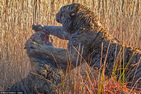 南非Londolozi“老虎峡”中两只老虎为争夺领地大打出手