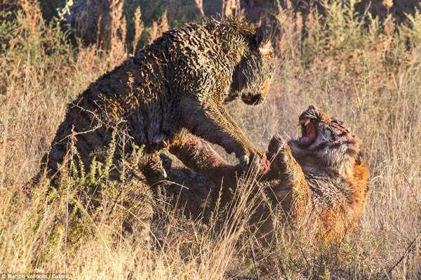 南非Londolozi“老虎峡”中两只老虎为争夺领地大打出手