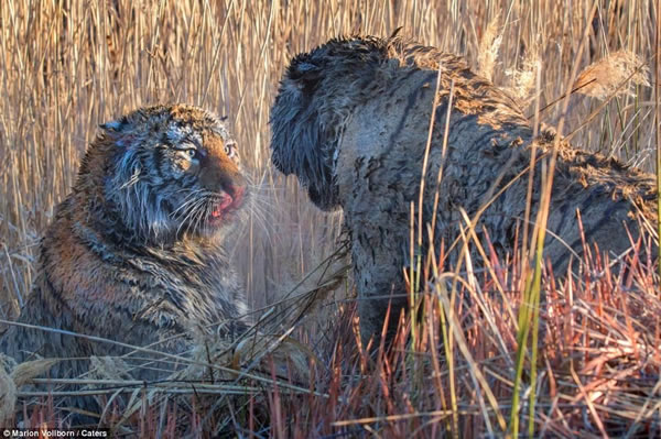 南非Londolozi“老虎峡”中两只老虎为争夺领地大打出手