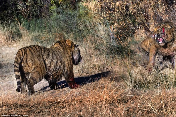 南非Londolozi“老虎峡”中两只老虎为争夺领地大打出手