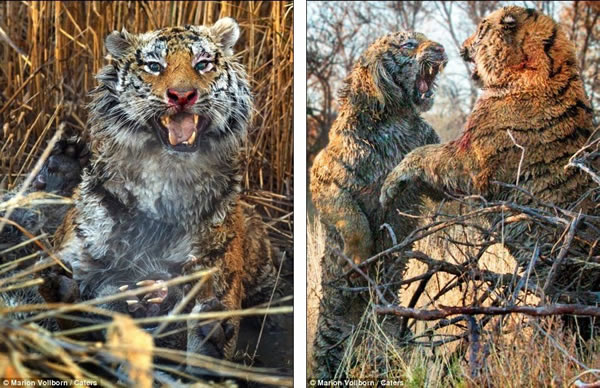 南非Londolozi“老虎峡”中两只老虎为争夺领地大打出手