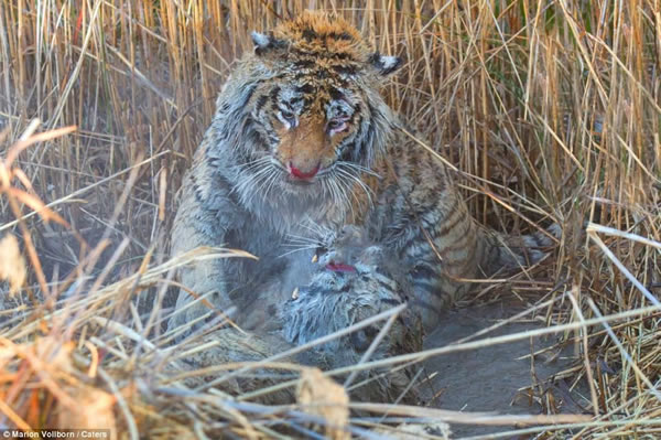 南非Londolozi“老虎峡”中两只老虎为争夺领地大打出手