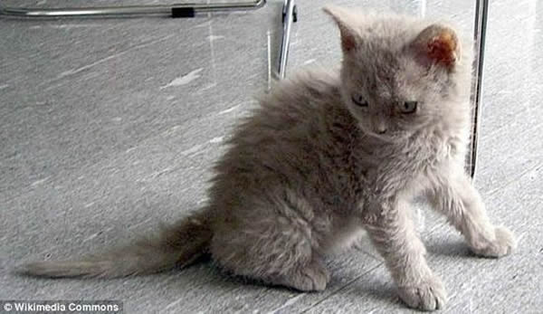 塞尔凯斯卷毛猫：“披着羊皮的猫”