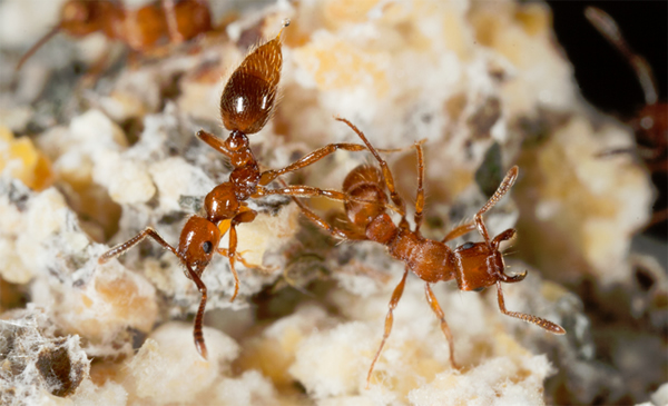 Megalomyrmex symmetochus（左）会分泌生物碱毒液，以防御Gnamptogenys hartmani（右）。