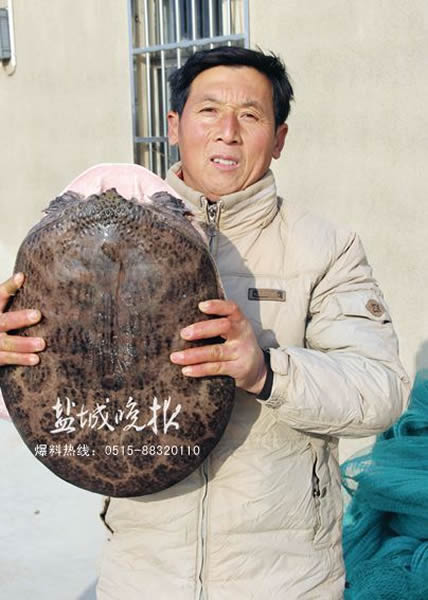 射阳市民意外捕获10.25公斤百岁甲鱼后放生