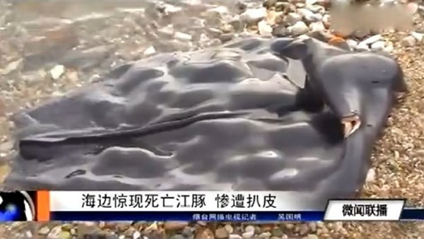 山东烟台海边发现「江豚」尸体，内脏被掏空剩一张皮
