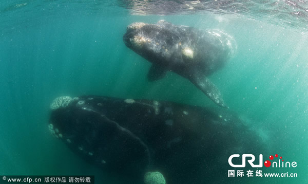 阿根廷瓦尔德斯半岛一只南露脊鲸带着幼崽
