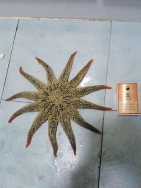 钓友钓上一条罕见的12角海星