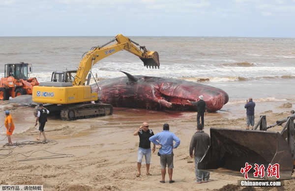 乌拉圭海岸发现14米长南露脊鲸尸体