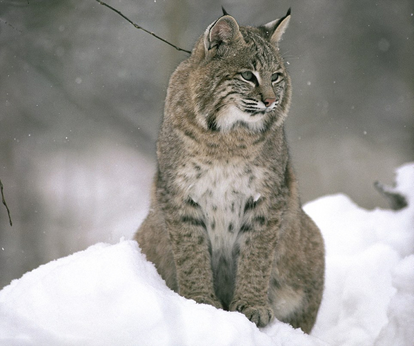 麝鼠不畏强敌大战山猫最后战死沙场