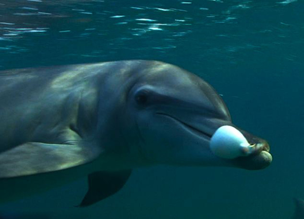 英国BBC纪录片《Dolphins: Spy in the Pod》揭秘海豚也会“吸毒”