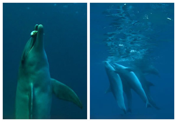 英国BBC纪录片《Dolphins: Spy in the Pod》揭秘海豚也会“吸毒”
