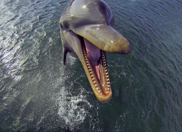 英国BBC纪录片《Dolphins: Spy in the Pod》揭秘海豚也会“吸毒”