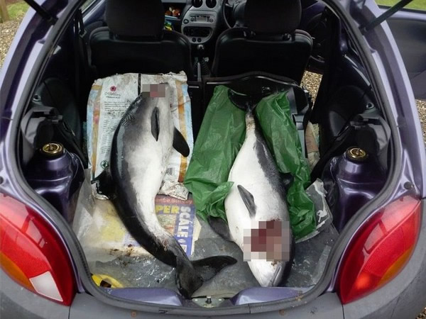 2只被海豚玩死的鼠海豚，身上都有明显的伤痕和破洞。