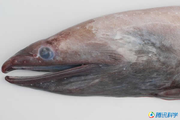 7000米深的太平洋新赫布里底海沟生活的海洋生物