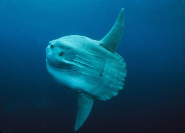 海洋中层鱼翻车鲀（Mola mola）